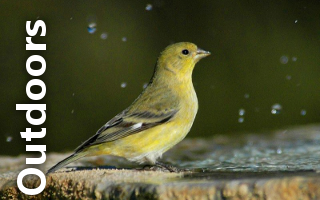 Outdoors - Finch Slide | Vista Focus