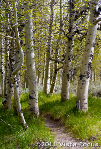 Vista Focus - Eastern Sierras birch grove